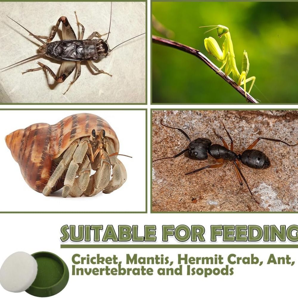 6 Peças de Prato Portátil Reut - Water Dish Reptile avaliação e preço
